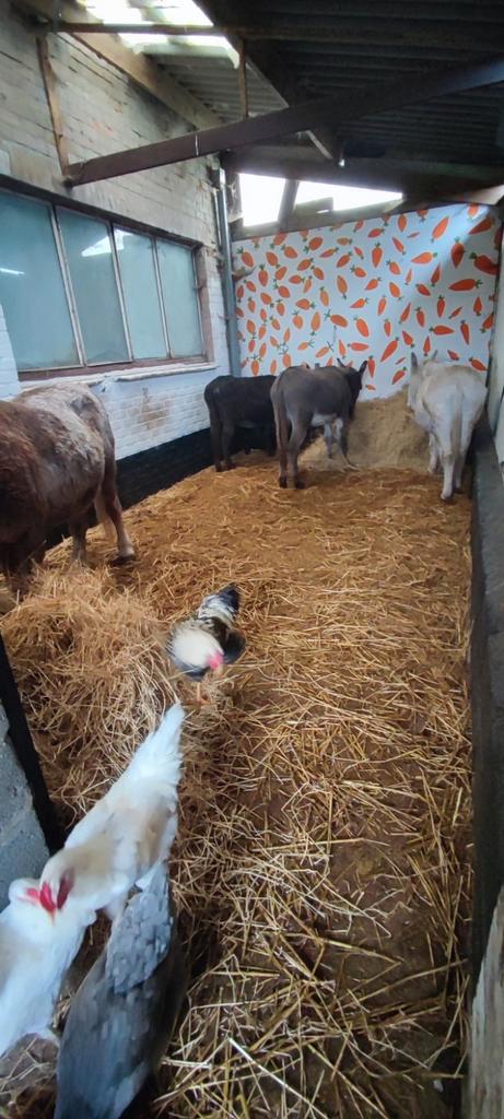 Weide te huur / weidemaatje gezocht, Dieren en Toebehoren, Schapen, Geiten en Varkens