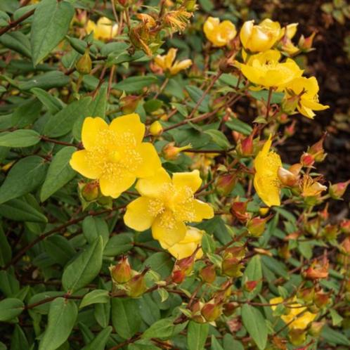 Sint-Janskruid, Tuin en Terras, Planten | Tuinplanten, Vaste plant, Bodembedekkers, Zomer, Ophalen