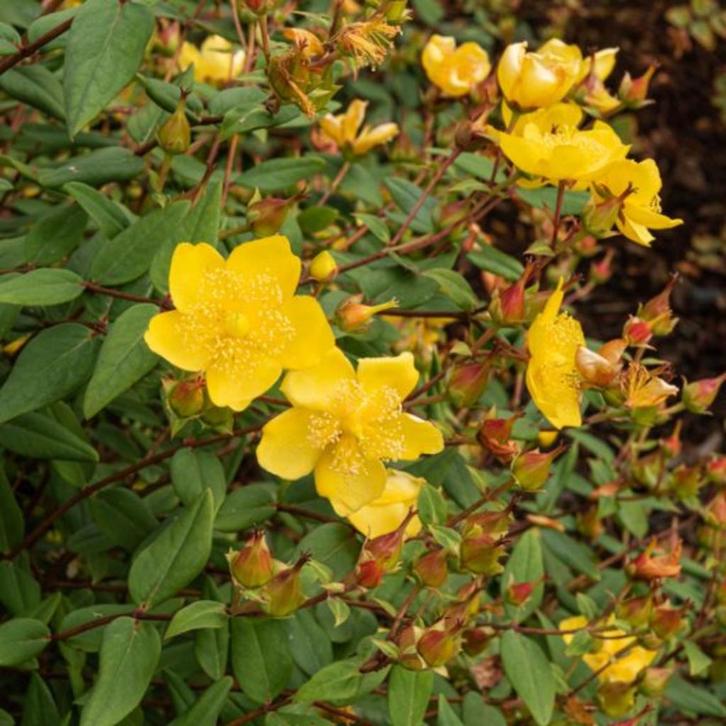 Sint-Janskruid, Tuin en Terras, Planten | Tuinplanten, Vaste plant, Bodembedekkers, Zomer, Ophalen