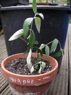 jeune plant d'arbre a papillon  Buddleia davidii "Royal Red", Tuin en Terras, Planten | Bomen, Halfschaduw, Overige soorten, Ophalen