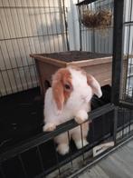 Forever home gezocht voor dit konijntje (wit/rood), Dieren en Toebehoren, Konijnen