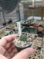 cactus Echinofossulocactus coptonogonus, Maison & Meubles, Plantes d'intérieur, Cactus, Enlèvement ou Envoi