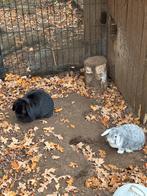 Dwerg konijntjes, Dieren en Toebehoren, Konijnen, Dwerg