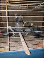 Sierduiven, Dieren en Toebehoren, Vogels | Duiven, Meerdere dieren, Tuimelaar of Roller