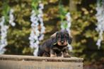 Ruwharige Dwergteckel pups, met gezondheids-stamboom, Dieren en Toebehoren, België, CDV (hondenziekte), 8 tot 15 weken, Dwerg