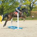 Paarden trainen, Dieren en Toebehoren, Ophalen of Verzenden