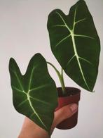 Alocasia Frydek, Huis en Inrichting, Kamerplanten, Ophalen of Verzenden