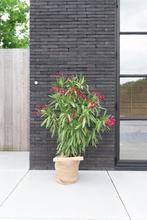 Nerium oleander wit, roos of rood hoogte 80cm, Jardin & Terrasse, Plantes | Jardin, Plein soleil, Enlèvement, Autres espèces, Été