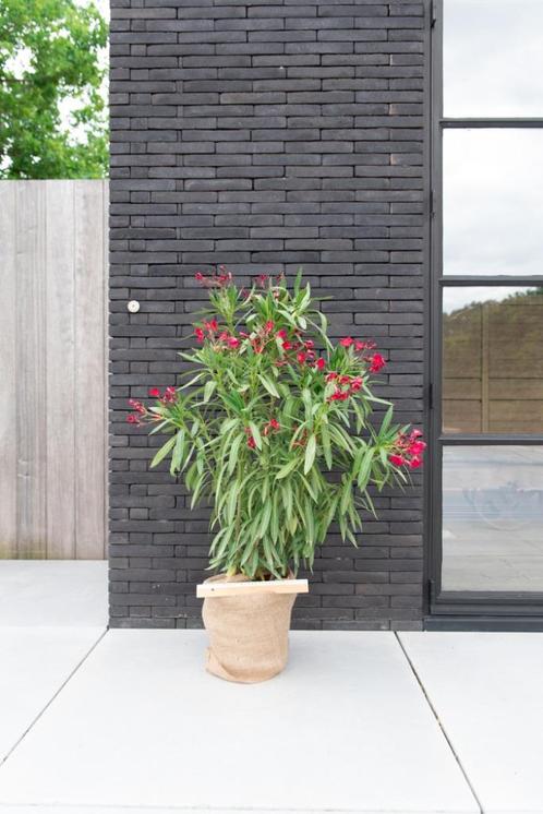 Nerium oleander wit, roos of rood hoogte 80cm, Jardin & Terrasse, Plantes | Jardin, Plante fixe, Autres espèces, Plein soleil