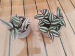 Tradescantia, Huis en Inrichting, Kamerplanten, Ophalen