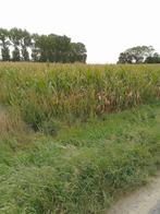 mais te koop, Zakelijke goederen, Landbouw | Veevoer, Ophalen