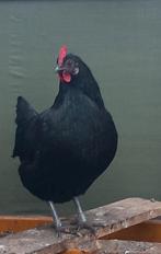 Leg Kippen, Dieren en Toebehoren, Pluimvee