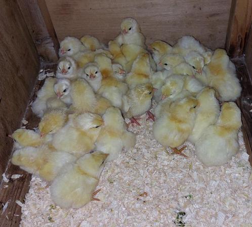 Poule de Bresse nog 11 kuikens beschikbaar, Dieren en Toebehoren, Pluimvee, Kip, Geslacht onbekend