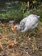 Jong haantje, Dieren en Toebehoren, Mannelijk, Kip
