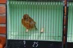 norwich, Dieren en Toebehoren, Geslacht onbekend, Postuurkanarie