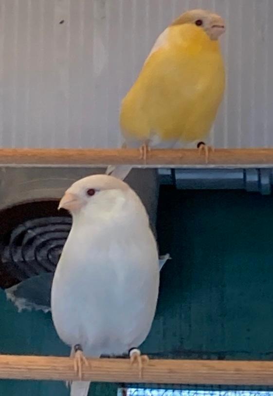 Satinet gele goudvink poppen, Dieren en Toebehoren, Vogels | Overige Vogels, Wildzangvogel, Vrouwelijk, Geringd