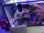 Zeeaquarium, Dieren en Toebehoren, Ophalen, Gebruikt, Gevuld zeewateraquarium
