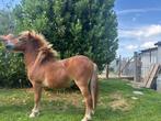 PONY TE KOOP, Dieren en Toebehoren, Pony's, Gechipt, 0 tot 2 jaar, Hengst, A pony (tot 1.17m)
