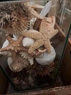 schelpen, Verzamelen, Mineralen en Fossielen, Ophalen, Schelp(en)