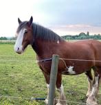 Super lieve tinker ruin, Dieren en Toebehoren, Ruin