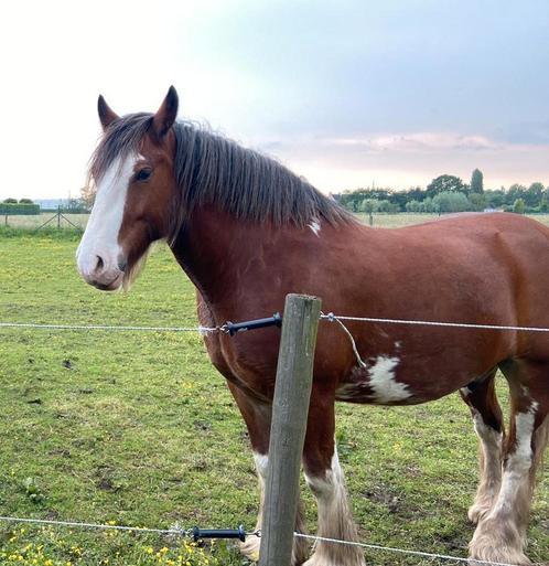 Super lieve tinker ruin, Dieren en Toebehoren, Pony's, Ruin