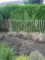 gratis siergras Miscanthus Sinensis Gracilimus,, Tuin en Terras, Ophalen