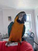 Uitwisseling van het Ararauna-team, Dieren en Toebehoren, Vogels | Parkieten en Papegaaien, Mannelijk, Papegaai, Pratend