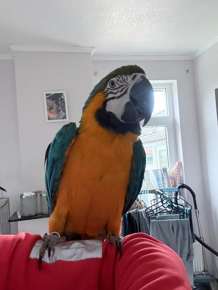 Uitwisseling van het Ararauna-team, Dieren en Toebehoren, Vogels | Parkieten en Papegaaien, Papegaai, Mannelijk, Pratend, Tam