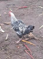 Maran hanen, Dieren en Toebehoren, Pluimvee