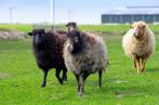 Quesante schaapen 3 ooien 1 ram, Dieren en Toebehoren, Meerdere dieren, Schaap, 0 tot 2 jaar