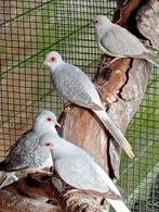 11 diamand duifjes, Meerdere dieren, Overige soorten