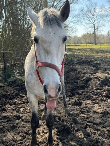 Paard  beschikbaar voor biedingen