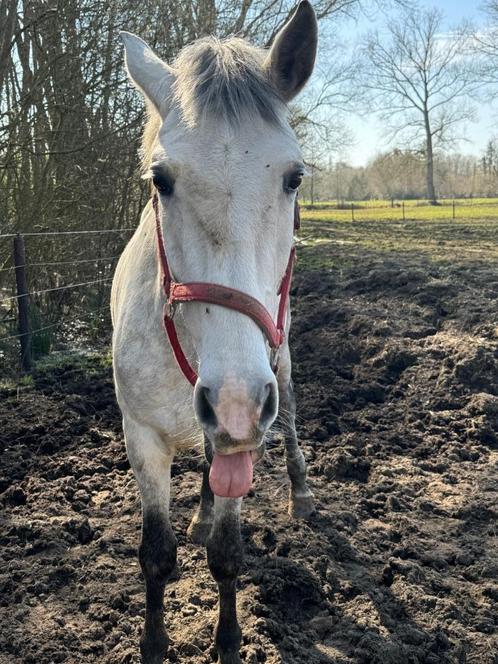 Paard, Dieren en Toebehoren, Paarden, Ruin, Onbeleerd, Minder dan 160 cm, 3 tot 6 jaar, Recreatiepaard, Gechipt, Ontwormd, Ingeënt