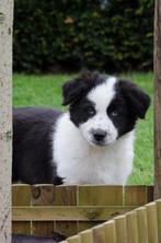 zwarte witte Australische herder pups (geboren op boerderij), Parvovirose, Berger, Particulier, Plusieurs