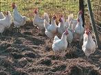 poule de bresse broedeieren of kuikens, Dieren en Toebehoren