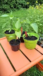 Biologische paprikaplant, Tuin en Terras, Planten | Tuinplanten, Ophalen of Verzenden