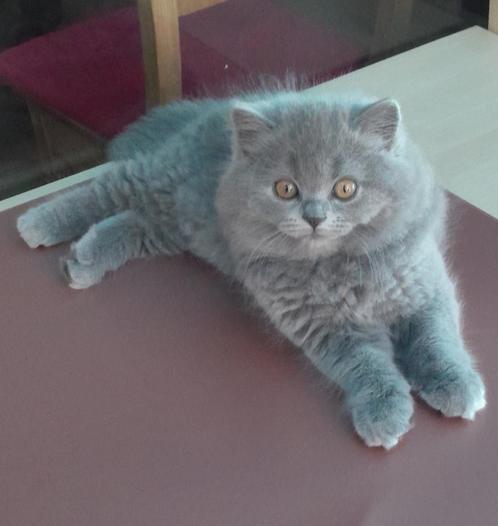 British Langhaar — uitzonderlijk kitten, Dieren en Toebehoren, Katten en Kittens | Raskatten | Langhaar, 0 tot 2 jaar, Met stamboom