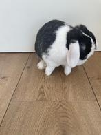 Voedster minilop, Dieren en Toebehoren, Vrouwelijk, Middelgroot, Hangoor, 0 tot 2 jaar