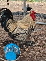 Gratis 2 super liefe hanen, Dieren en Toebehoren, Pluimvee