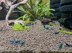 Neocaridina Blue Velvet, Dieren en Toebehoren, Vissen | Aquariumvissen