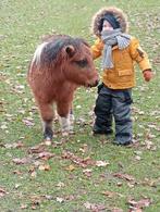 Shetland hengst veulen 🩵, Dieren en Toebehoren, Hengst