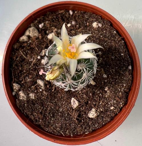 Turbinicarpus Krainzianus, Maison & Meubles, Plantes d'intérieur, Cactus, Moins de 100 cm, Envoi