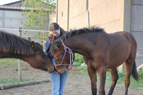 BWP Springgefokt Merrieveulen, Dieren en Toebehoren, Paarden, Merrie, Niet van toepassing, 165 tot 170 cm, 0 tot 2 jaar, Springpaard