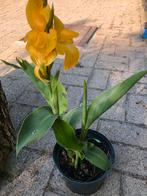 Canna/ Indisch bloemriet, Tuin en Terras, Planten | Tuinplanten, Ophalen, Winter