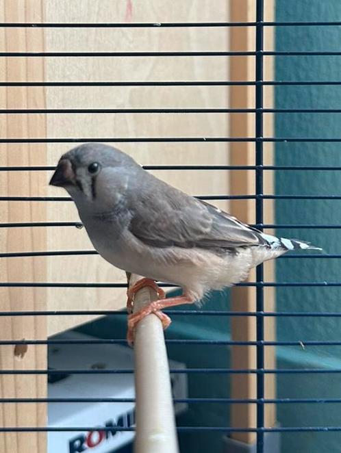 Jonge mannelijke zebravink – bruin drager, Isabelle, PN, Dieren en Toebehoren, Vogels | Overige Vogels, Mannelijk, Geringd