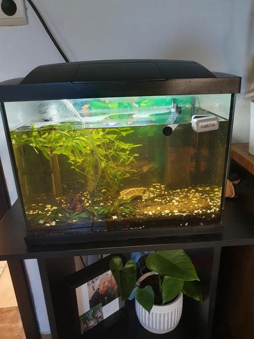 Aquarium superfish met verwarming en zuurstofpomp, Dieren en Toebehoren, Vissen | Aquaria en Toebehoren, Gebruikt, Ophalen
