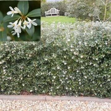 Osmanthus x burkwoodii  beschikbaar voor biedingen