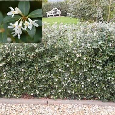 Osmanthus x burkwoodii, Tuin en Terras, Planten | Struiken en Hagen, Struik, Ophalen