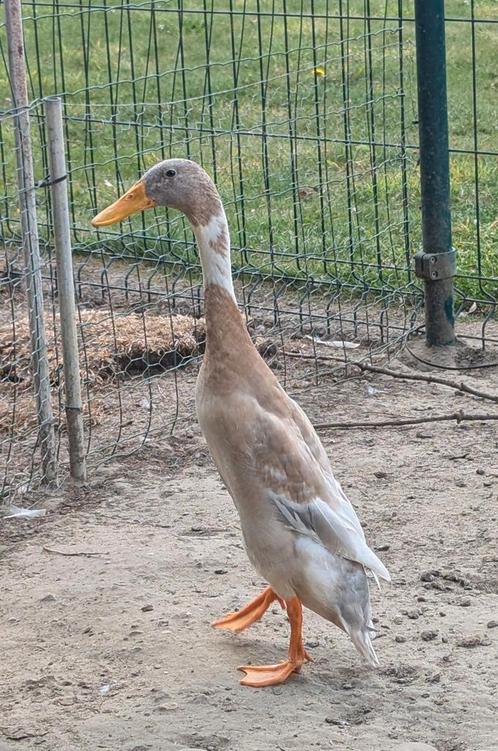 Prachtige indische loopeend woerd reebont, Dieren en Toebehoren, Pluimvee, Eend, Mannelijk