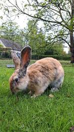 Raszuivere vlaamse reus, Dieren en Toebehoren, Konijnen, Klein